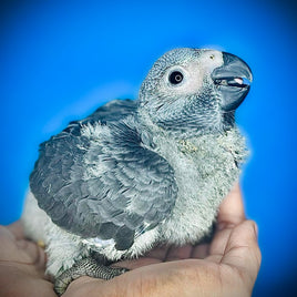 Baby Congo African Grey Parrot