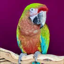 Calico Macaw