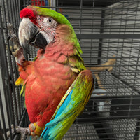 Calico Macaw