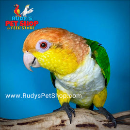 White-Bellied Caique