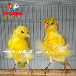 Frilled Canaries