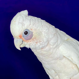 Little Corella (Bare-Eyed) Cockatoo