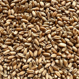 Wheat 50lb