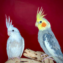 SALE! Adult Cockatiels Breeding Pair